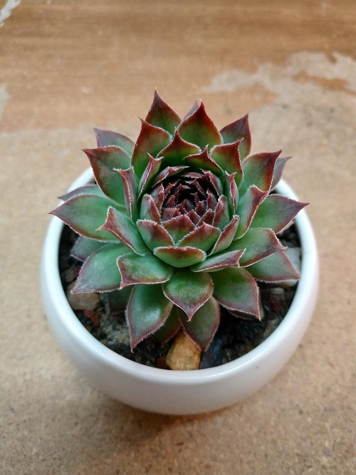 Indoor Colorful Succulent Plants 6