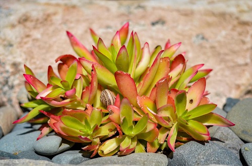 Indoor Colorful Succulent Plants 9