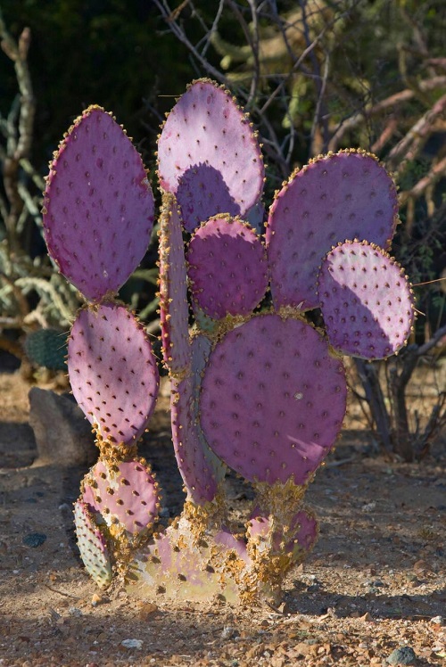 Colorful Succulent Plants 3