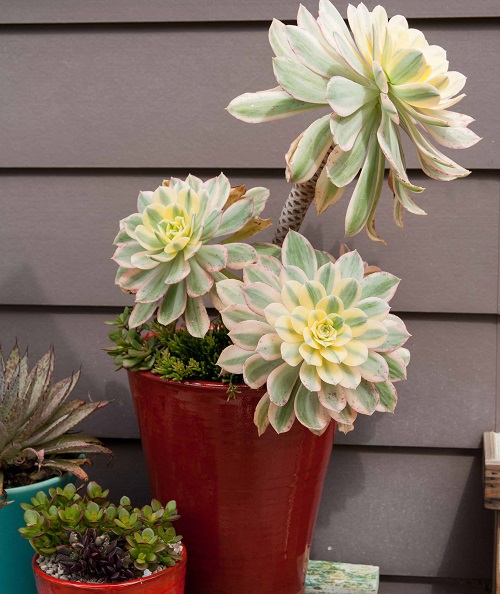 Colorful Succulent Plants 4