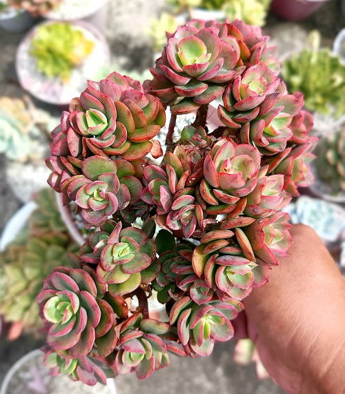 Colorful Succulent Plants 9