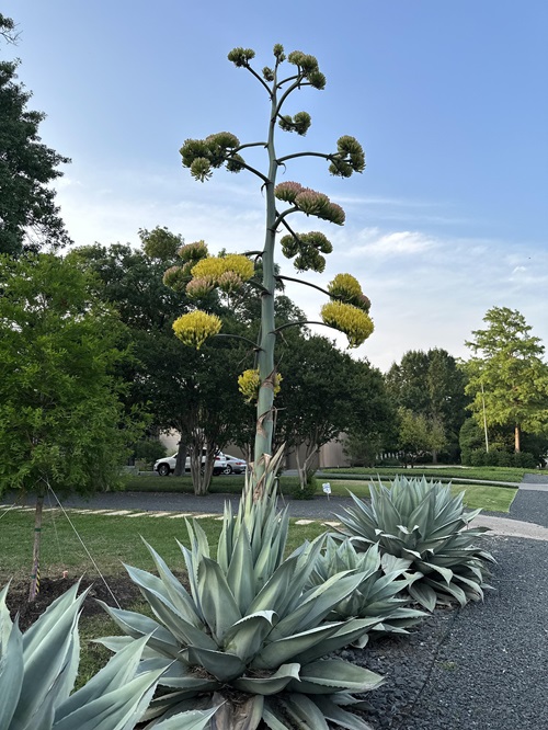 Common Monocarpic Succulents