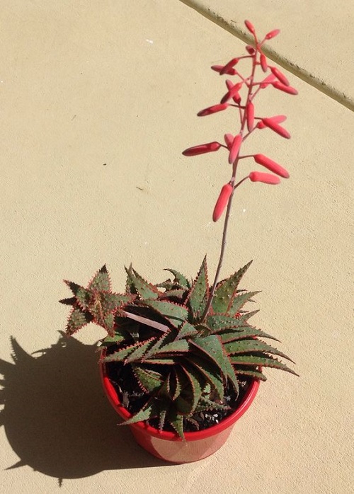 Aloe 'Christmas Carol' with beautiful flower