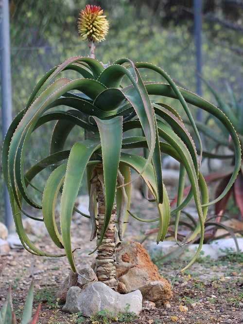 Aloe helenae