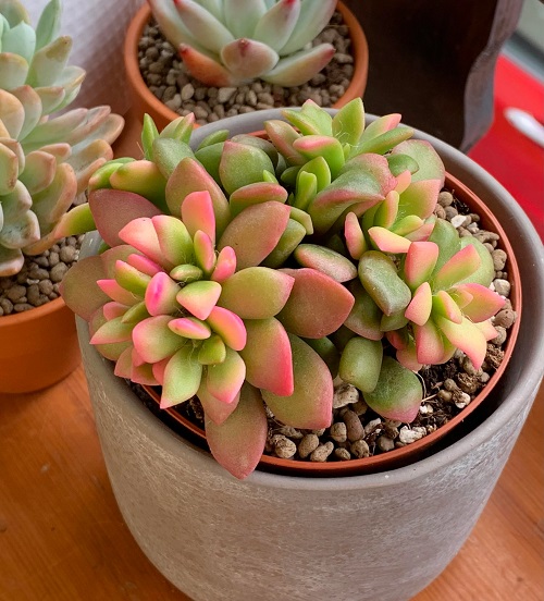 Beautiful Colorful Succulent Plants 1