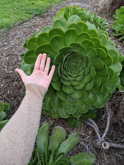 Big Succulents Plant