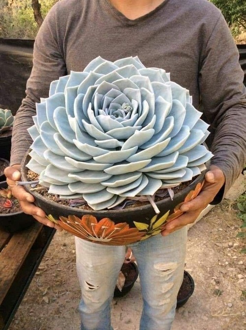 Big Succulents Plant 1