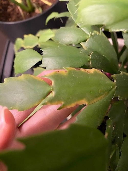 Thanksgiving Cactus Browning Leaf Tips 