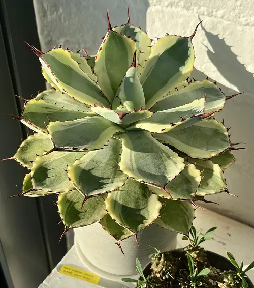 Butterfly Agave in pot