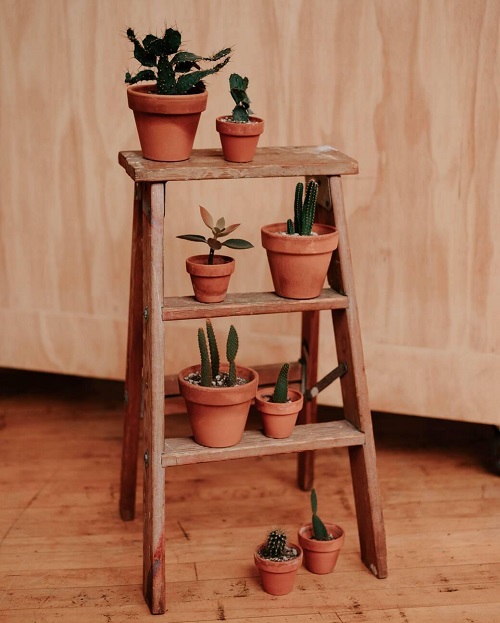 Cactus Decor Ideas For Home 4