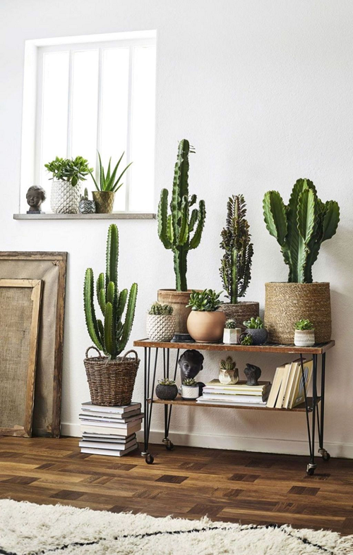 Unique Cactus Decor Ideas 1