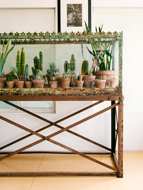 Indoor Cactus Decor Ideas 3