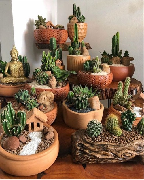 Wonderful Cactus Ideas For Home 1