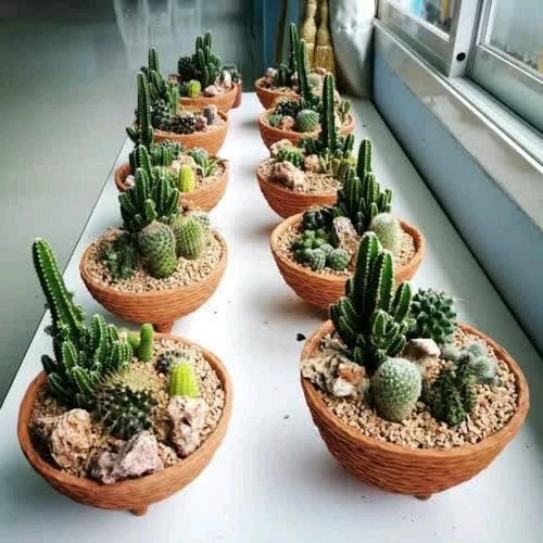 Wonderful Cactus Ideas For Home 4