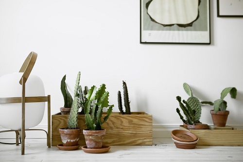 Beautiful Cactus Decor Ideas 1