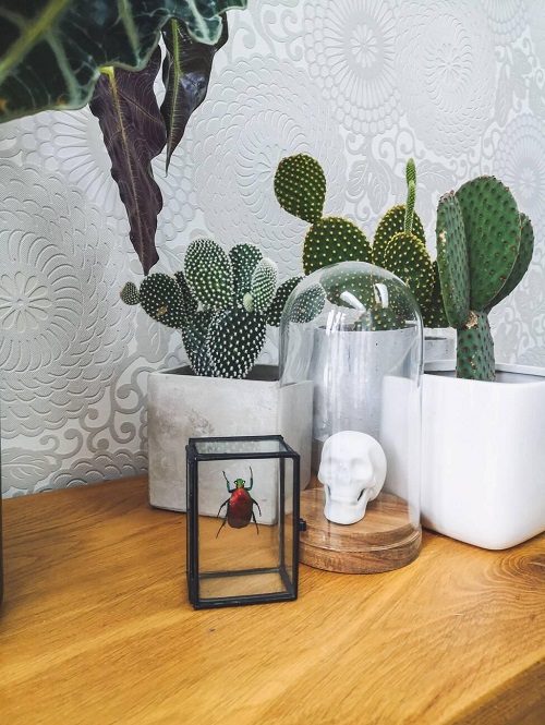 Beautiful Cactus Decor Ideas 5