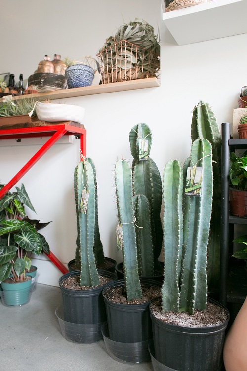 Unique Cactus Decor Ideas 4