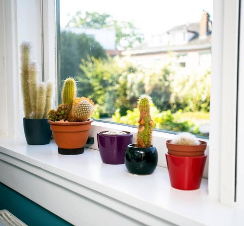 Beautiful Cactus Decor Ideas 3