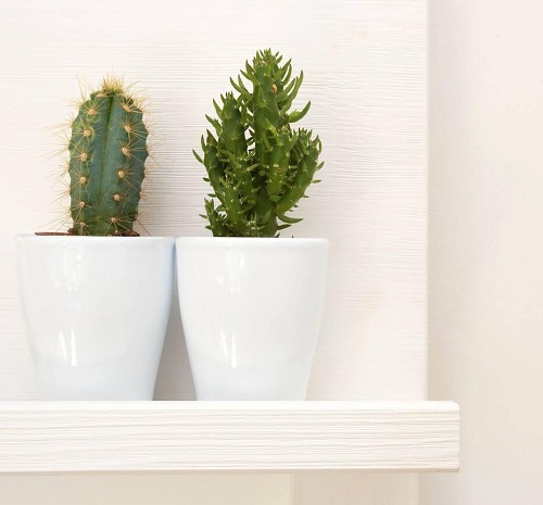 Beautiful Cactus Decor Ideas 4