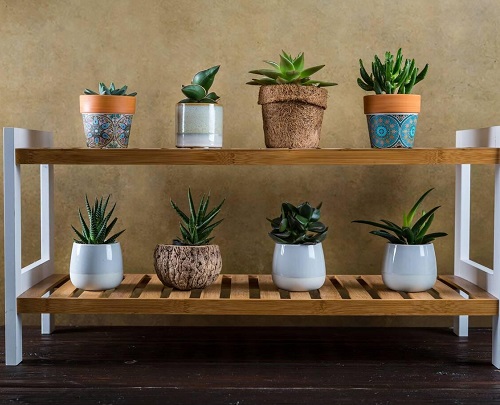 Unique Cactus Decor Ideas 2