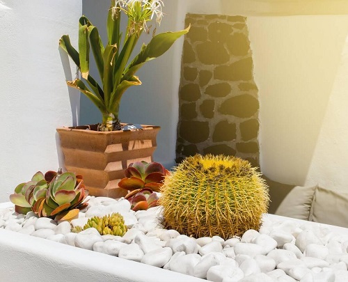 Wonderful Cactus Ideas For Home 2