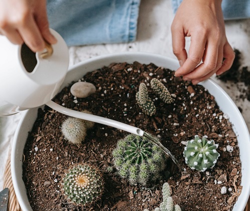 Watering a Cactus