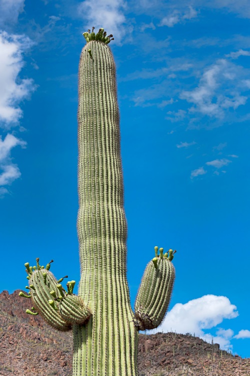 Cactus With Biggest Thorns