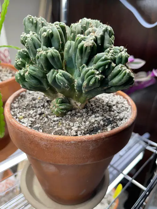 Cereus forbesii monstrose 'Ming Thing' indoor