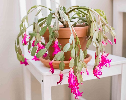 Christmas Cactus indoor