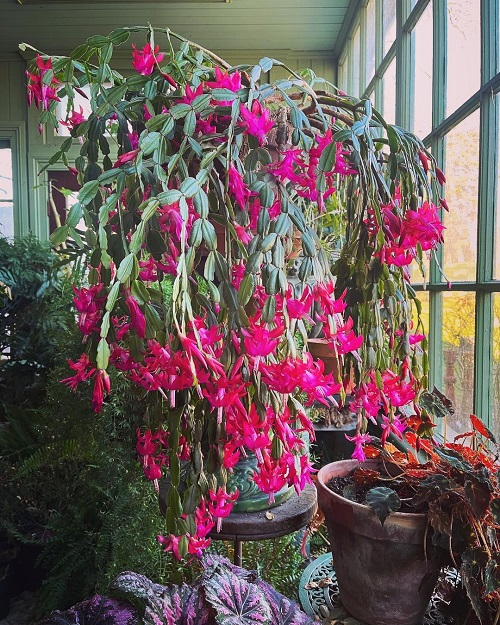 Christmas Cactus indoor