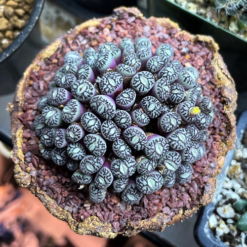 Conophytum Plants That Look Like Opals 1