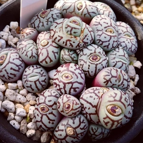 Outdoor Succulents that look like EYES! 1