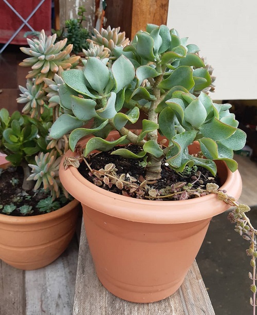 Crassula arborescens subsp. undulatifolia that look like eucalyptus