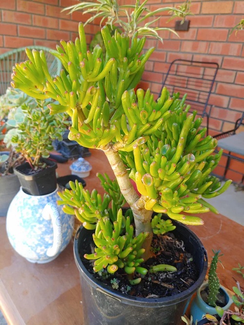 Crassula Ovata Gollum that look like eucalyptus