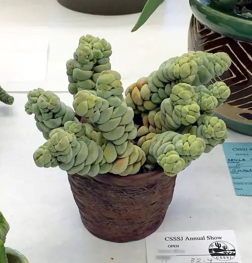 Crassula alstonii