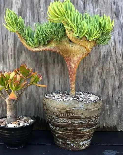 Succulents That Look Like Something Unique 3