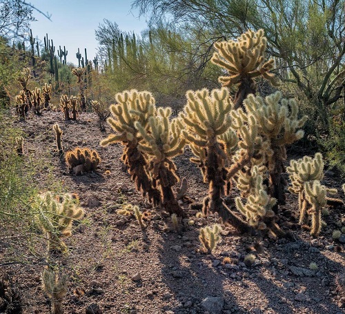 Cholla Cactus