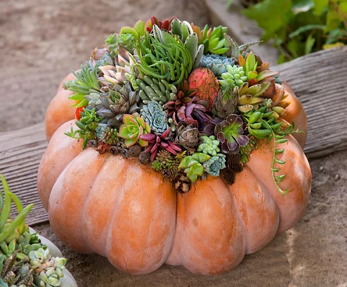 DIY Succulent Pumpkin. 1