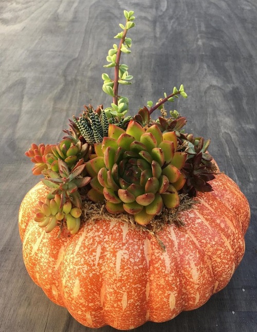 Outdoor Succulent Pumpkin 1