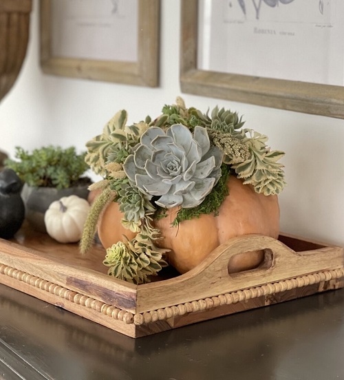 Outdoor Succulent Pumpkin 2