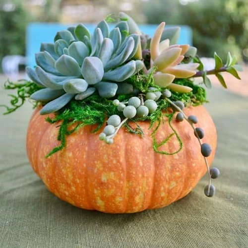 Outdoor Succulent Pumpkin 4