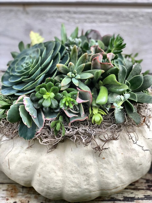 Outdoor Succulent Pumpkin 5