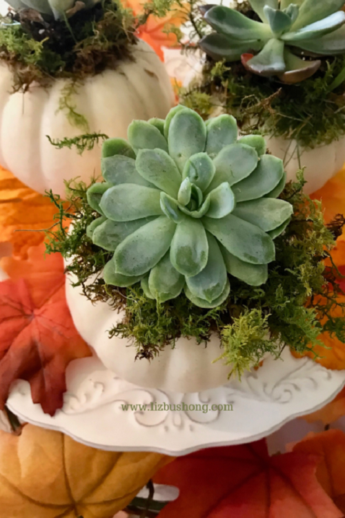 Beautiful Succulent Pumpkin 1