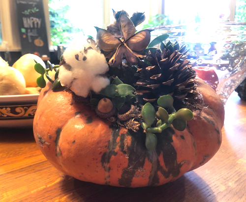 Beautiful Succulent Pumpkin 2