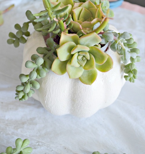 Beautiful Succulent Pumpkin 3