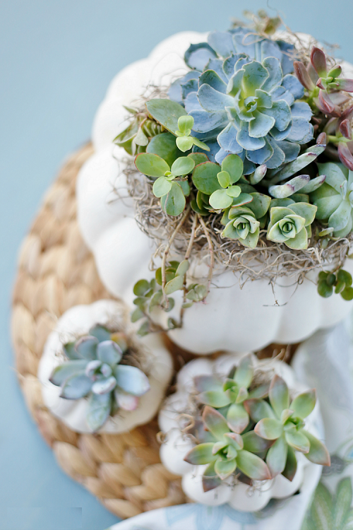 Beautiful Succulent Pumpkin 4