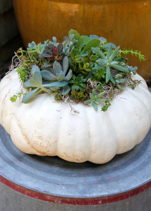 DIY Succulent Pumpkin. 2