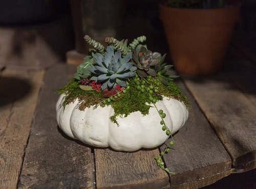 Beautiful Succulent Pumpkin 5