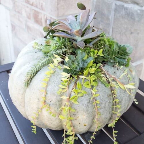 DIY Succulent Pumpkin. 3