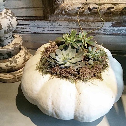 DIY Succulent Pumpkin. 4
